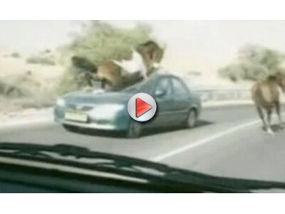 Neįtikėtina – per automobilį lekiantis arklys (video)
