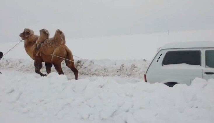 Kupranugaris, sniegas ir „Niva“ - neįprasta įklimpusio automobilio gelbėjimo operacija, įmanoma tik Rusijoje