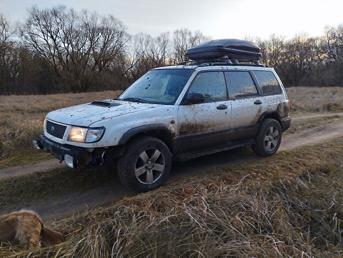 Subaru Forester 2000 m Visureigis / Krosoveris